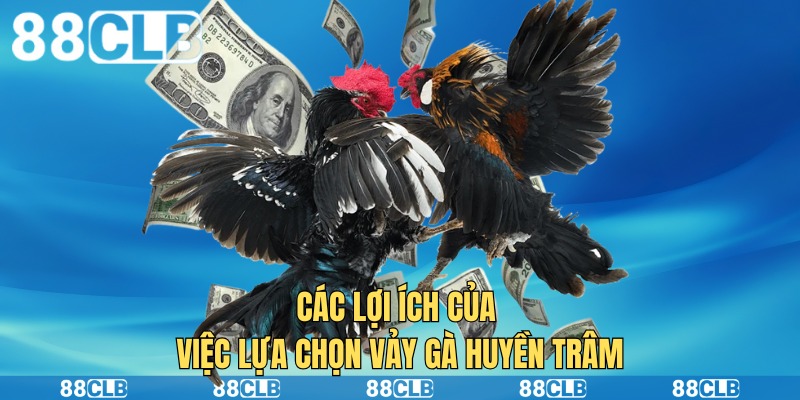 Các lợi ích của việc lựa chọn vảy gà huyền trâm