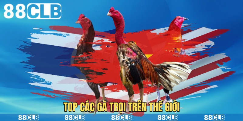 Top các gà trọi trên thế giới